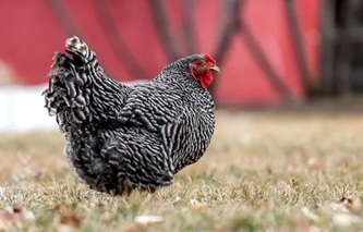 Plymouth Rock Chicken